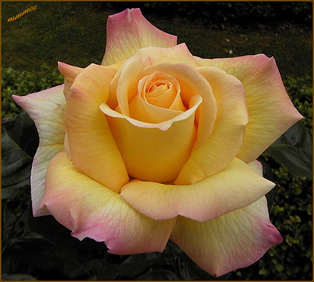 Rose of Peace, yellow petals turning pink at edges